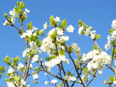 Plumb tree blossom
