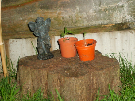 A garden flower photo