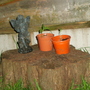 A garden flower photo