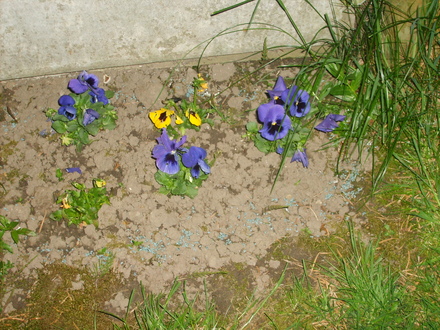 A garden flower photo
