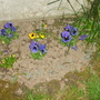 A garden flower photo