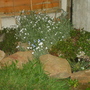The_garden_006