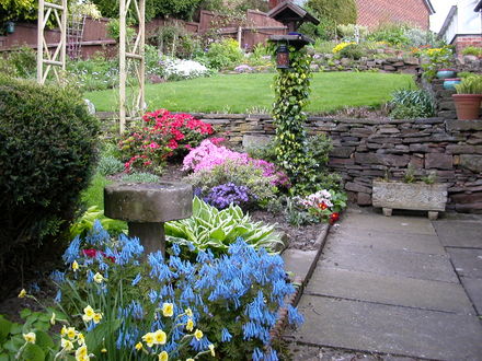 A garden flower photo