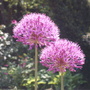 Alliums2