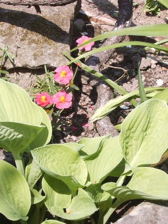 Helianthemum 'Dr Philips' and Hosta  (Helianthemum 'Dr Philips')