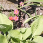 Helianthemum 'Dr Philips'