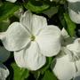 Cornus Bloom