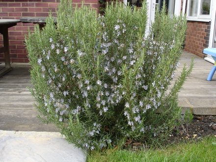 A garden flower photo (Rosmarinus officinalis)