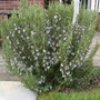 Dsc03346