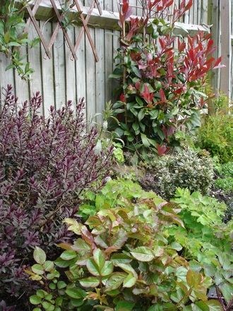 Photinia Bed: Late Spring 2008