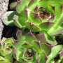 Sempervivum tectorum (Common Houseleek)