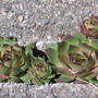 Sempervivum tectorum (Common Houseleek)