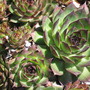 Sempervivum tectorum (Common Houseleek)