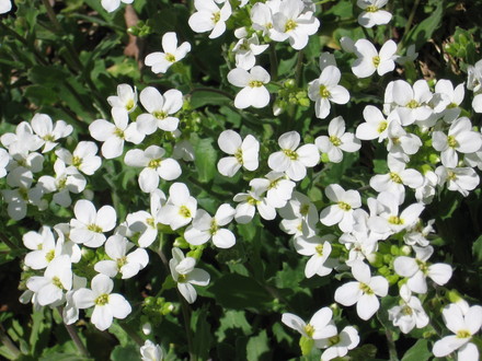 rock cress (Arabis alpina (Alpine Rock-cress))