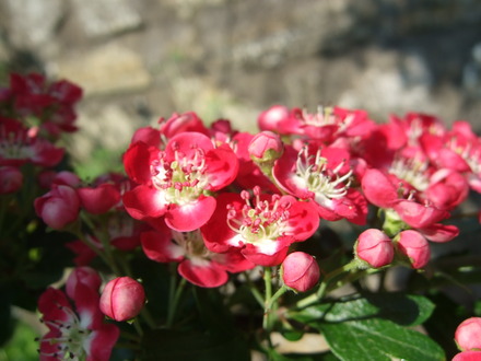 Crataegus laevigata 'Crimson Cloud' (Crataegus laevigata (Midland hawthorn))