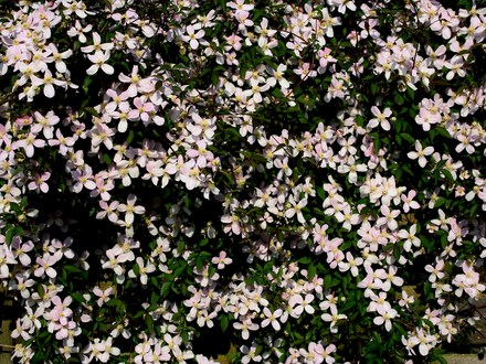 Plant Portraits - In a Friends Garden
