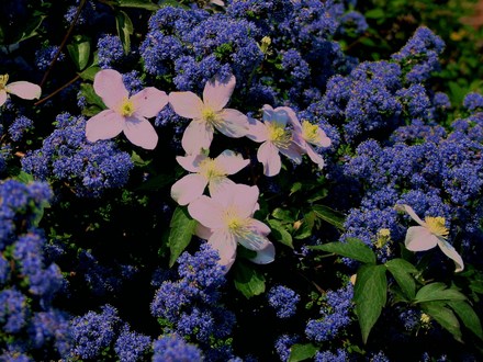 Plant Portraits - In A Friends Garden