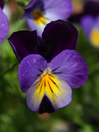Plant Portraits - In My Garden