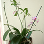 Phalaenopsis_equestris