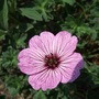 Geranium_cinereum