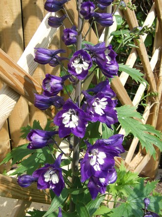 Delphinium 'King Arthur' (Delphinium)