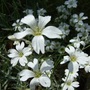 Cerastium tomentosum
