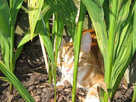 Butch in the sun.