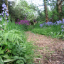 Woodland walk 