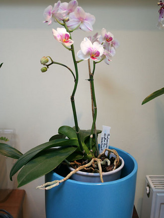 A garden flower photo