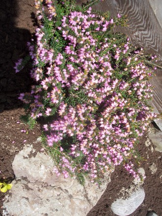 Heather (Erica)