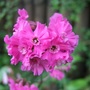 Silene (Lychnis viscaria 'Splendens')