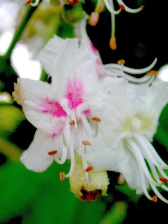 Horse Chestnut tree bloom close-up (Aesculus hippocastanum)