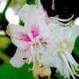 Aesculus hippocastanum