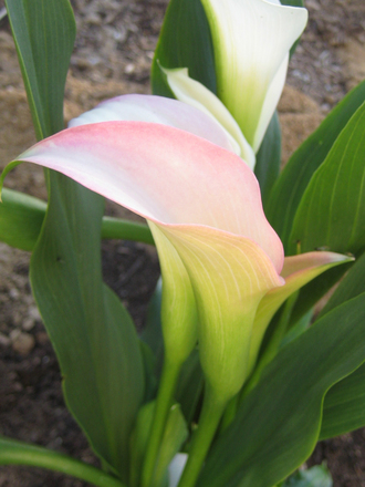 Pastel pink and cream colored Calla Lilly (Zantedeschia aethiopica (Arum lily))
