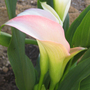 Pastel pink and cream colored Calla Lilly (Zantedeschia aethiopica (Arum lily))