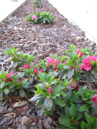 Azaleas (Camellia azalea)