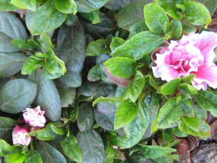 Pink and white azaleas (Camellia azalea)