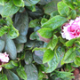 Pink-white-azaleas