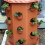 newly planted strawberry tub