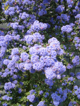 Ceanothus, a mass of colour!