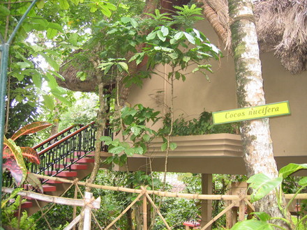 Cocos Nucifera (Camellia sinensis)