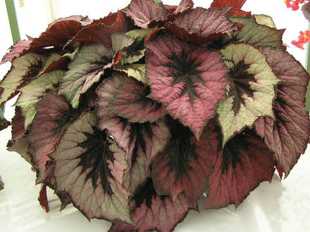 Begonia Vista