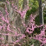 Close up of another redbud.