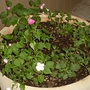 A close up of the impatiens