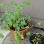 Scented-leaved geranium 