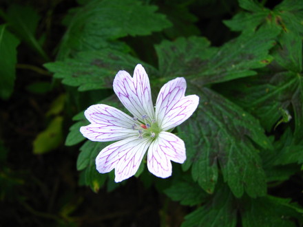 geranium 'katherine adele'