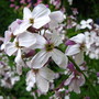 Hesperis matronalis