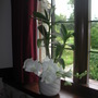 Dendrobium