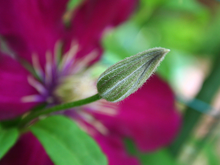 May08_CLEMATIS NIOBE 