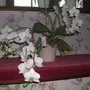White_orchid